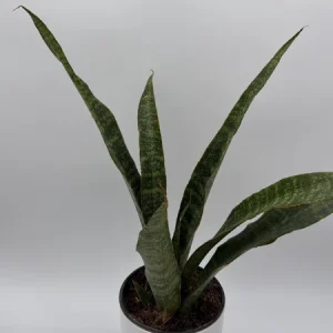 Sansevieria Jaboa Live Plant – 6" Pot – Low Light Indoor Snake Plant - Image 2