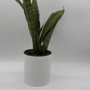 Sansevieria Jaboa Live Plant – 6