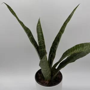 Sansevieria Jaboa Live Plant – 6