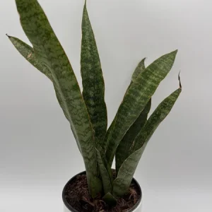 Sansevieria Jaboa Live Plant – 6