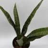 Sansevieria Jaboa Live Plant – 6" Pot – Low Light Indoor Snake Plant - Image 1