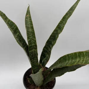 Sansevieria Jaboa Live Plant – 6" Pot – Low Light Indoor Snake Plant - Image 1