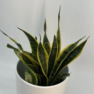 Sansevieria Laurentii Snake Plant Live Plant – Easy Care Indoor Houseplant - Image 2