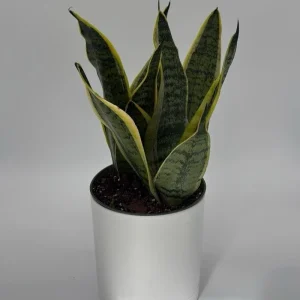 Sansevieria Laurentii Snake Plant Live Plant – Easy Care Indoor Houseplant - Image 3