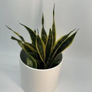 Sansevieria Laurentii Snake Plant Live Plant – Easy Care Indoor Houseplant - Image 4