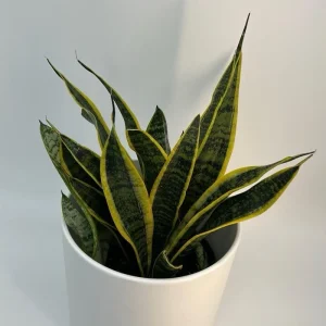 Sansevieria Laurentii Snake Plant Live Plant – Easy Care Indoor Houseplant - Image 5