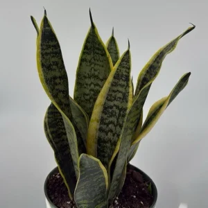 Sansevieria Laurentii Snake Plant Live Plant – Easy Care Indoor Houseplant - Image 1