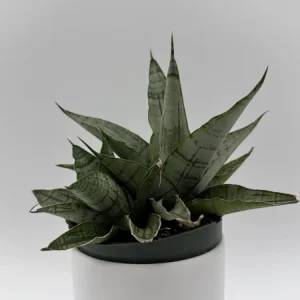 Sansevieria Pagoda Lion Heart Silver Snake Plant – Live Plant – 4 inch Pot – Indoor - Image 1