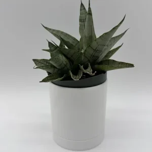 Sansevieria Pagoda Lion Heart Snake Plant – Live Houseplant – 4 inch Pot - Image 2