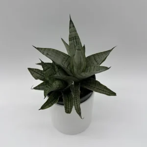 Sansevieria Pagoda Lion Heart Snake Plant – Live Houseplant – 4 inch Pot - Image 3