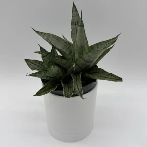 Sansevieria Pagoda Lion Heart Snake Plant – Live Houseplant – 4 inch Pot - Image 4