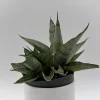 Sansevieria Pagoda Lion Heart Snake Plant – Live Houseplant – 4 inch Pot - Image 1