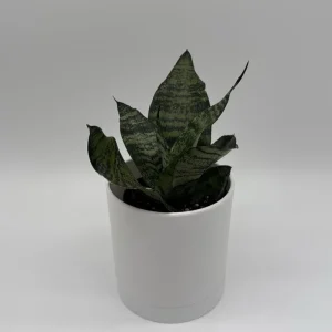 Sansevieria Robusta Snake Plant - Easy Care Indoor Houseplant - Image 2