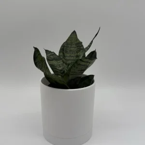 Sansevieria Robusta Snake Plant - Easy Care Indoor Houseplant - Image 3