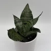Sansevieria Robusta Snake Plant - Easy Care Indoor Houseplant - Image 1