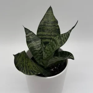 Sansevieria Robusta Snake Plant - Easy Care Indoor Houseplant - Image 1