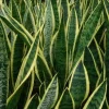 Sansevieria Snake Plant - Mother-in-Law's Tongue - Live Indoor Plant - Air Purifying - Image 1