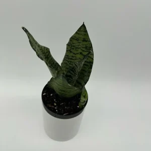 Sansevieria Snake Plant Mystery Bundle – 3 Live Indoor Houseplants – Low Light, Easy Care - Image 2