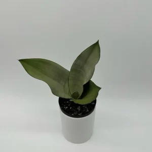 Sansevieria Snake Plant Mystery Bundle – 3 Live Indoor Houseplants – Low Light, Easy Care - Image 3