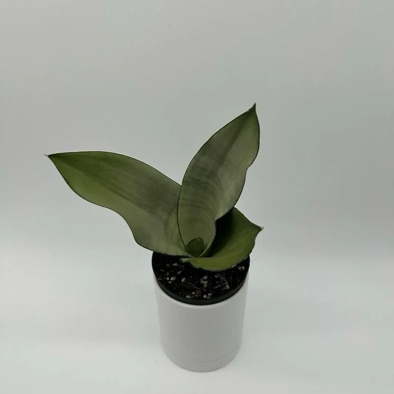 Sansevieria Snake Plant Mystery Bundle – 3 Live Indoor Houseplants – Low Light, Easy Care - Image 3