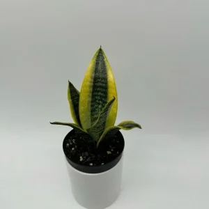 Sansevieria Snake Plant Mystery Bundle – 3 Live Indoor Houseplants – Low Light, Easy Care - Image 4