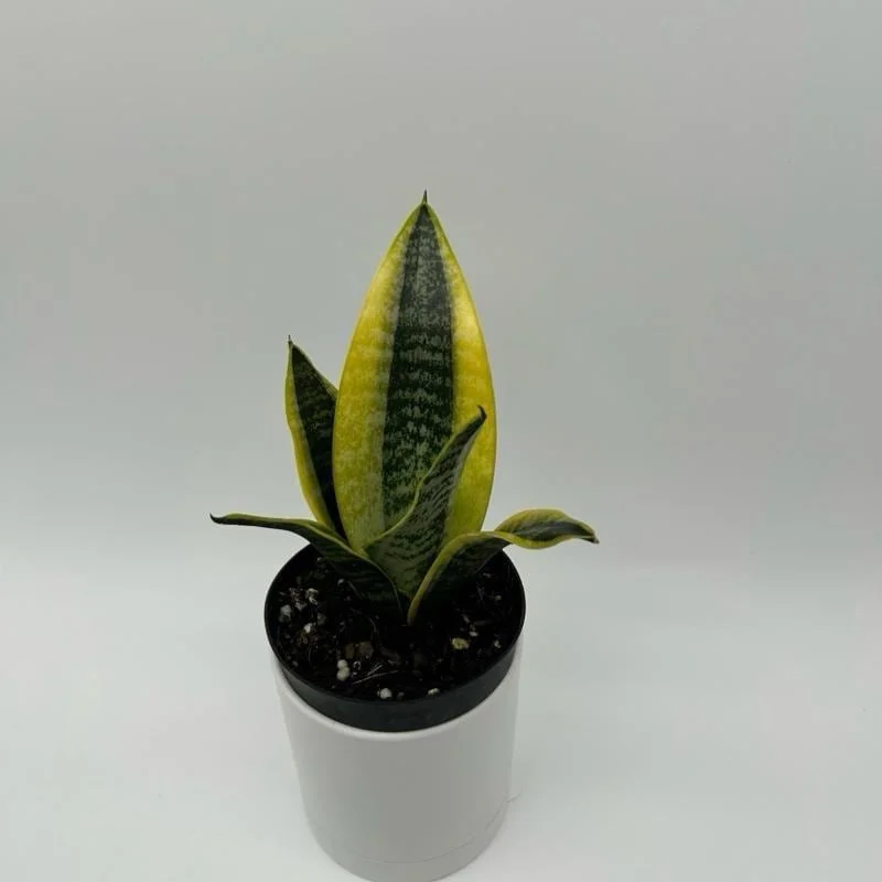 Sansevieria Snake Plant Mystery Bundle – 3 Live Indoor Houseplants – Low Light, Easy Care - Image 4