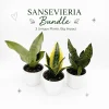 Sansevieria Snake Plant Mystery Bundle – 3 Live Indoor Houseplants – Low Light, Easy Care - Image 1