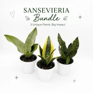 Sansevieria Snake Plant Mystery Bundle – 3 Live Indoor Houseplants – Low Light, Easy Care - Image 1