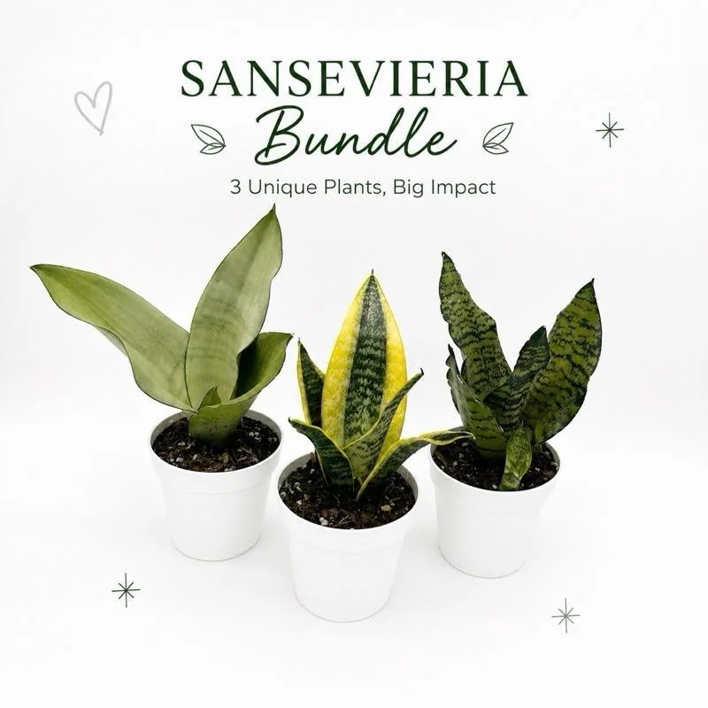 Sansevieria Snake Plant Mystery Bundle – 3 Live Indoor Houseplants – Low Light, Easy Care - Image 1