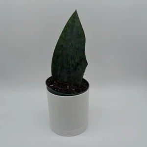 Sansevieria Whale Fin Live Plant – 6 inch Pot – Low Light Indoor Houseplant - Image 2