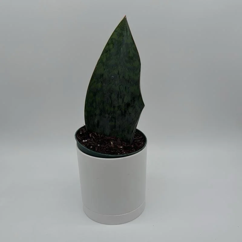 Sansevieria Whale Fin Live Plant – 6 inch Pot – Low Light Indoor Houseplant - Image 2