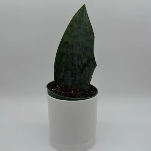Sansevieria Whale Fin Live Plant – 6 inch Pot – Low Light Indoor Houseplant - Image 3