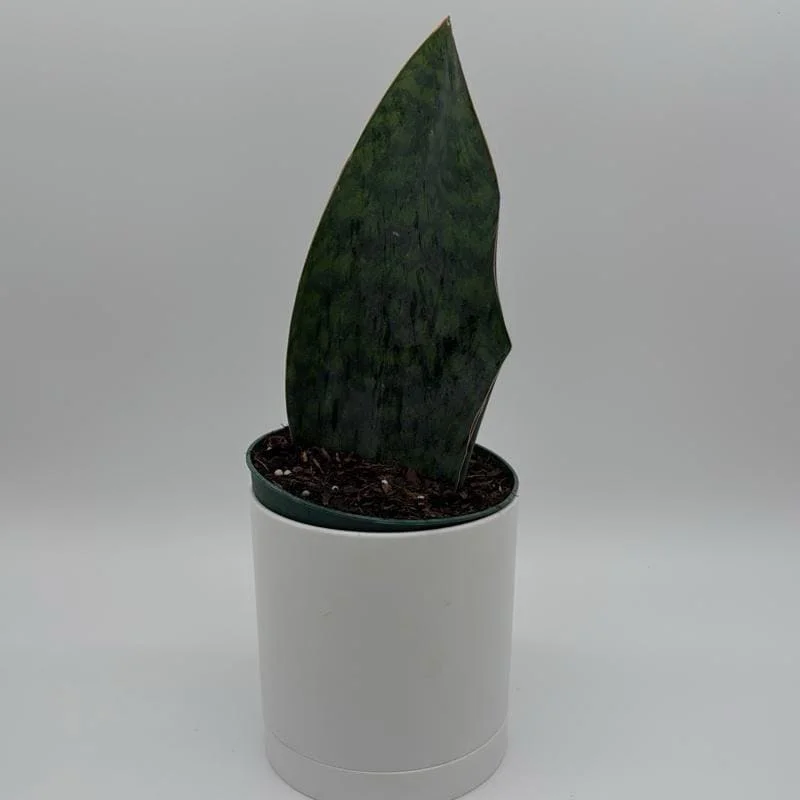 Sansevieria Whale Fin Live Plant – 6 inch Pot – Low Light Indoor Houseplant - Image 3
