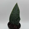 Sansevieria Whale Fin Live Plant – 6 inch Pot – Low Light Indoor Houseplant - Image 1