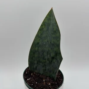 Sansevieria Whale Fin Live Plant – 6 inch Pot – Low Light Indoor Houseplant - Image 1