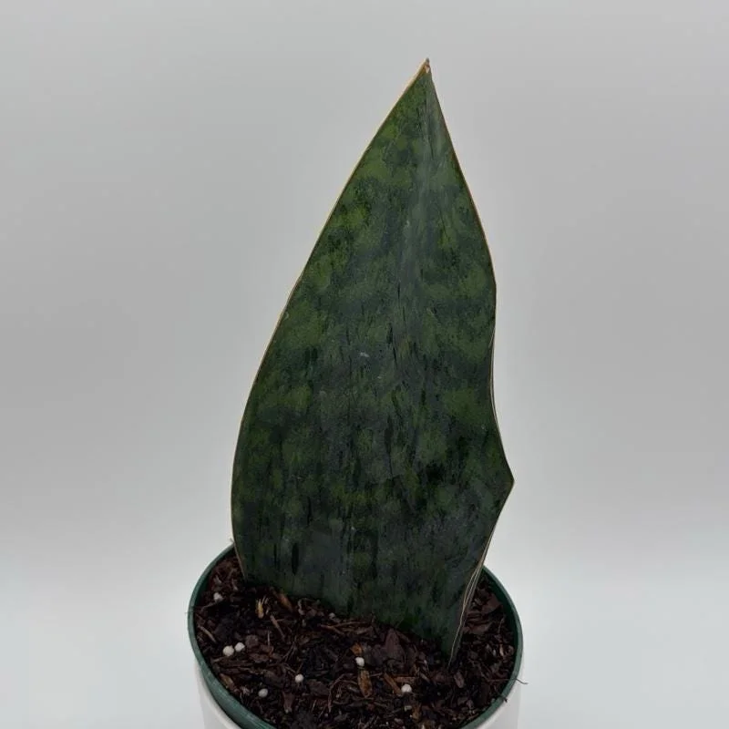 Sansevieria Whale Fin Live Plant – 6 inch Pot – Low Light Indoor Houseplant - Image 1