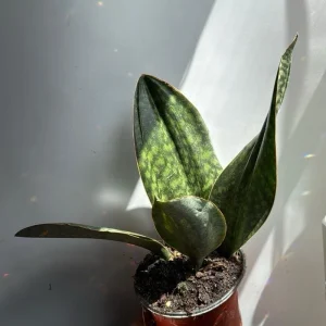 Sansevieria Whale Fin Live Plant – 6 inch Pot – Low Light Indoor Houseplant - Image 4