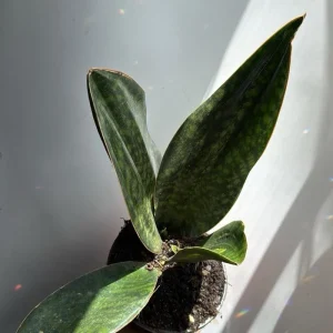 Sansevieria Whale Fin Live Plant – 6 inch Pot – Low Light Indoor Houseplant - Image 5