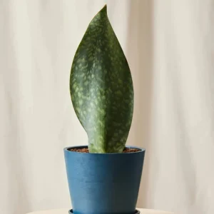 Sansevieria Whale Fin Snake Plant Live Houseplant in 4 inch Pot - Indoor - Image 2