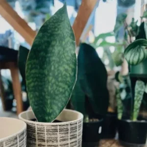 Sansevieria Whale Fin Snake Plant Live Houseplant in 4 inch Pot - Indoor - Image 3