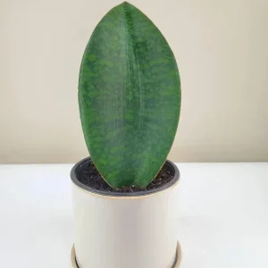Sansevieria Whale Fin Snake Plant Live Houseplant in 4 inch Pot - Indoor - Image 4