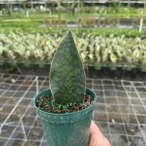 Sansevieria Whale Fin Snake Plant Live Houseplant in 4 inch Pot - Indoor - Image 1