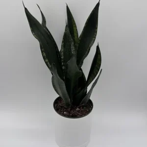 Sansevieria Whitney Snake Plant – Live Plant – 6" Pot – Easy Care Indoor Houseplant - Image 2