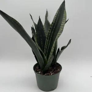 Sansevieria Whitney Snake Plant – Live Plant – 6
