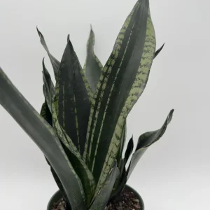 Sansevieria Whitney Snake Plant – Live Plant – 6