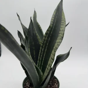 Sansevieria Whitney Snake Plant – Live Plant – 6