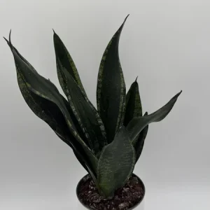 Sansevieria Whitney Snake Plant – Live Plant – 6