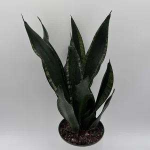 Sansevieria Whitney Snake Plant – Live Plant – 6