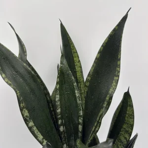 Sansevieria Whitney Snake Plant – Live Plant – 6