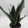 Sansevieria Whitney Snake Plant – Live Plant – 6" Pot – Easy Care Indoor Houseplant - Image 1